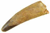 Fossil Spinosaurus Tooth - Real Dinosaur Tooth #347176-1
